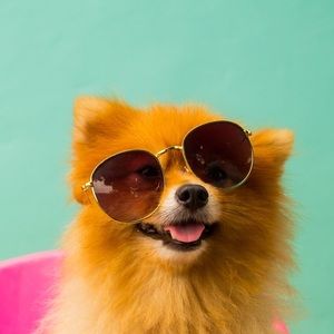 Meet your Posher, Zoe